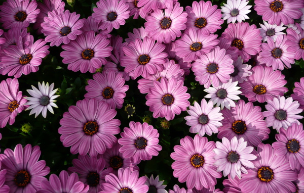 Фиолетовые комнатные цветы цинерария 