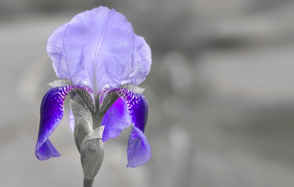 Фиолетовый ирис крупным планом на сером фоне