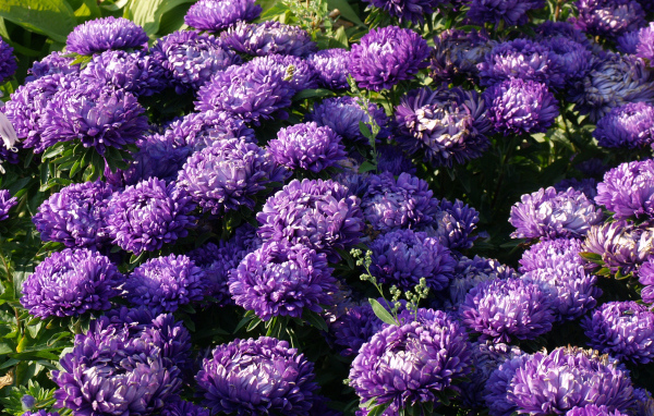 Фиолетовые летние цветы астры в саду