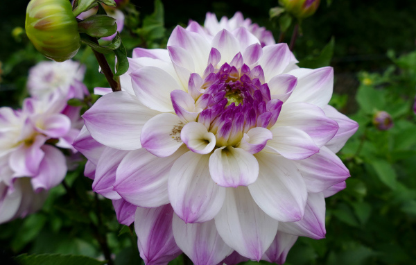 Бело - фиолетовый цветок георгины вблизи