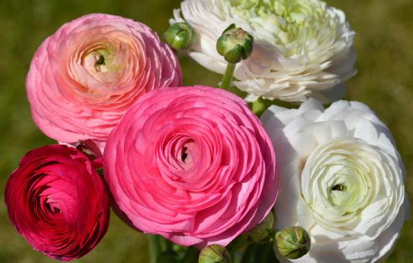 Белые и розовые красивые цветы лютики крупным планом