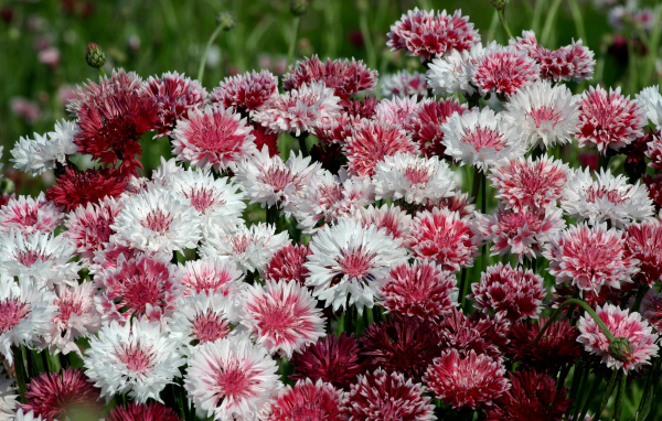 Белые и розовые васильки крупным планом