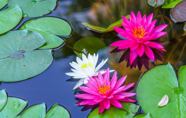 Белые и розовые цветы водяной лилии в пруду