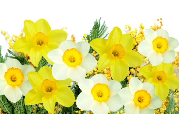 Белые и желтые нарциссы с мимозой на белом фоне