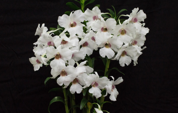 Белые красивые орхидеи на черном фоне