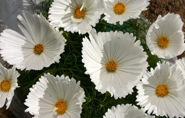 Белые нежные цветы космея крупным планом