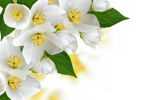 Белые нежные цветы жасмина на белом фоне, шаблон