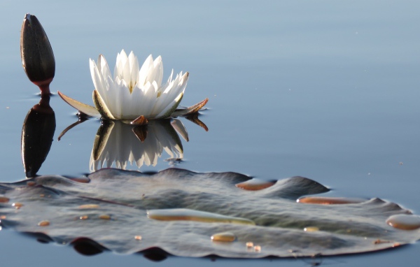 Белый нежный цветок лотоса в водоеме 