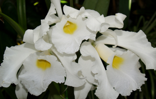 Белые экзотические орхидеи крупным планом