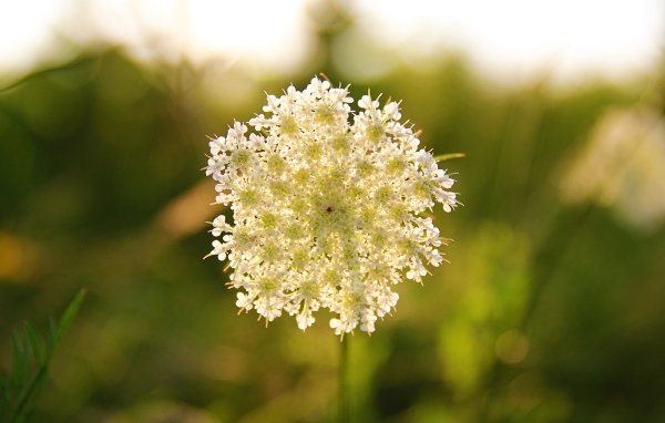 Белый полевой цветок в лучах солнца