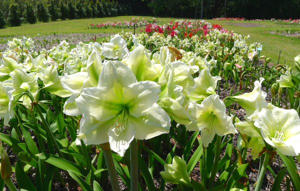 Белые цветы Амариллис на клумбе крупным планом 