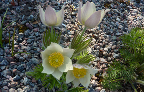 Белые цветы прострел растут на камнях