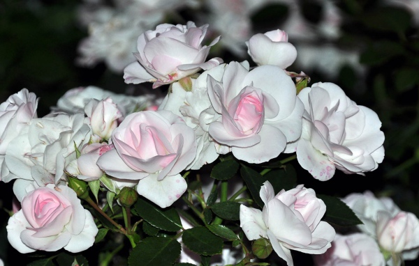 Белые розы с розовыми серединками