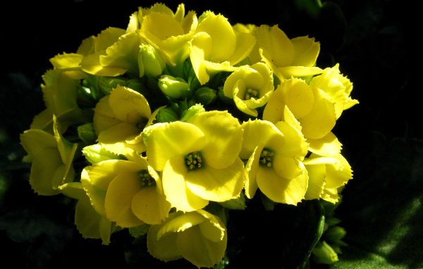 Желтый цветок каланхоэ крупным планом