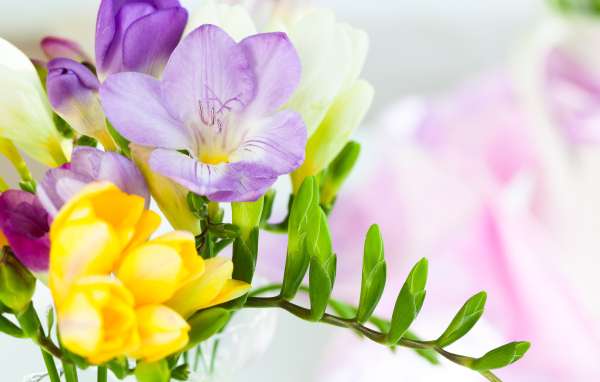 Желтые и сиреневые цветы фрезии