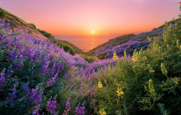 Желтые и сиреневые люпины на склонах береговой линии на закате