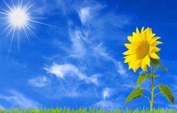 Желтый цветущий подсолнух под ярким солнцем 