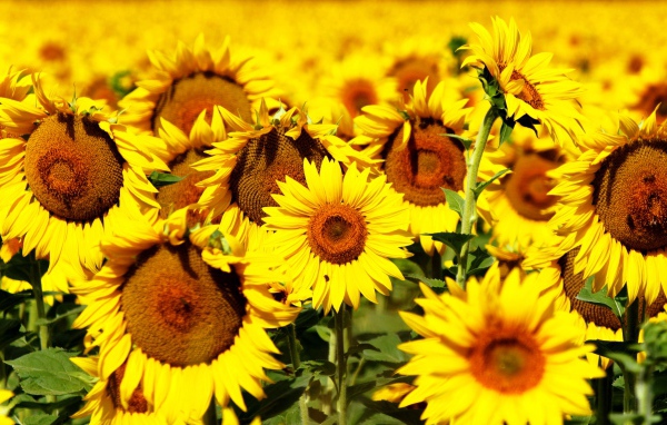 Желтые цветущие подсолнухи крупным планом