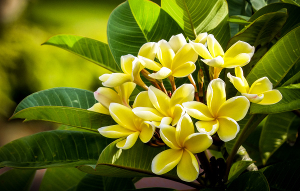 Желтые экзотические цветы Плюмерия крупным планом
