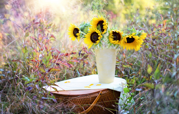 Желтые цветы подсолнухи в вазе стоят на корзине