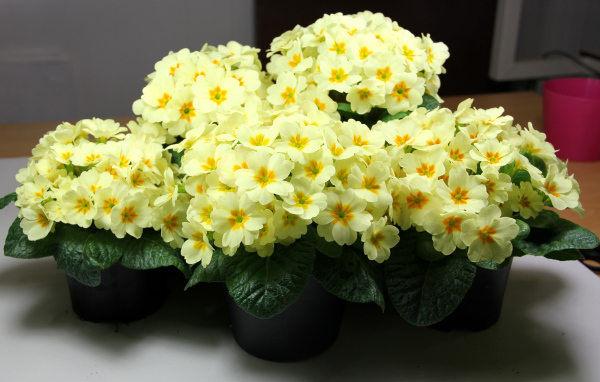 Желтые комнатные цветы примула в горшочках