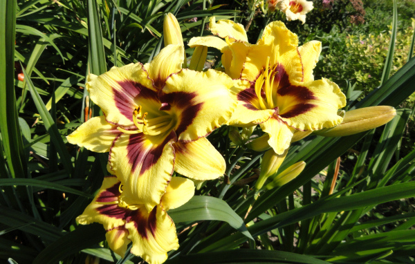 Желтые лилии с бутонами на клумбе