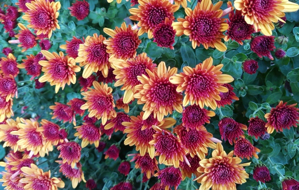 Желто  розовые красивые хризантемы 