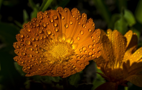 Желтые летние цветы Рудбекия в каплях воды 