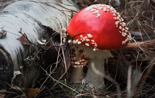Красивый гриб мухомор с красной шляпкой у сухой березы