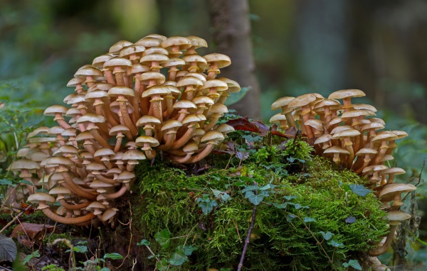 Лесные грибы опята растут на покрытым мхом пне