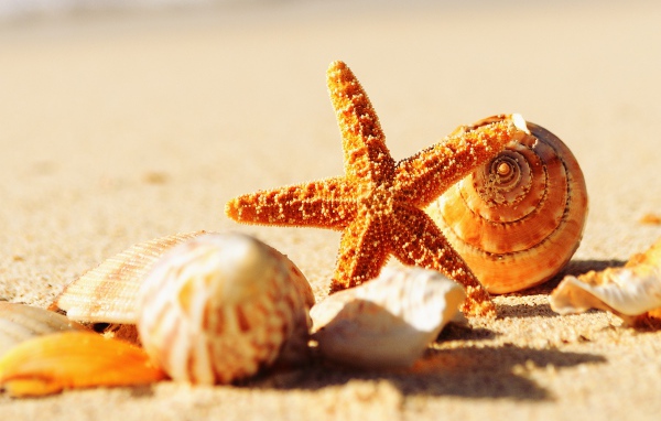Ракушки и морская звезда на теплом желтом песке летом