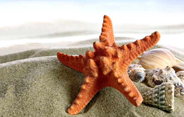 Морская звезда и ракушки на песке крупным планом