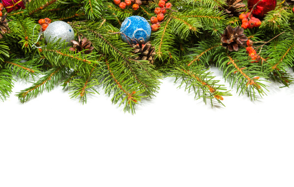 Еловые ветки на белом фоне, шаблон для новогодней открытки