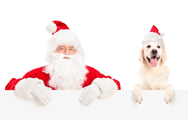 Дед Мороз с собакой породы золотистый ретривер на Новый год 2018