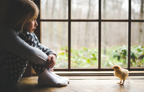 Маленькая девочка и цыпленок у окна 