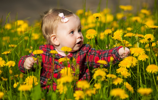 Маленькая девочка сидит в желтых одуванчиках