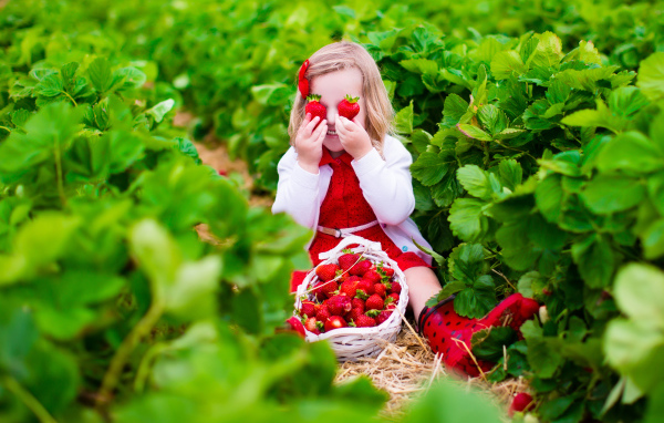 Маленькая девочка сидит на грядке с красной клубникой