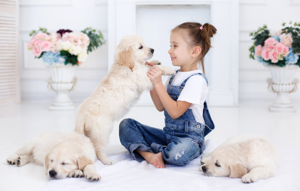 Маленькая девочка играет со щенками золотистого ретривера