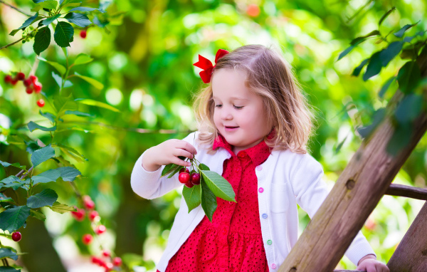 Маленькая улыбающаяся девочка рвет вишни с дерева