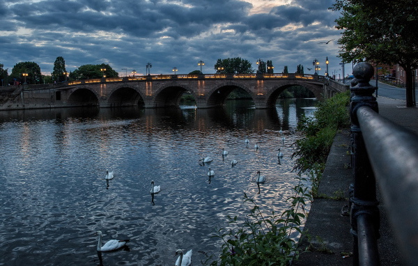 White swans swim in the river at the evening bridge, England