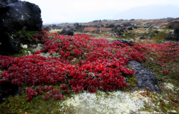 Красочная природа Камчатки,  Россия 