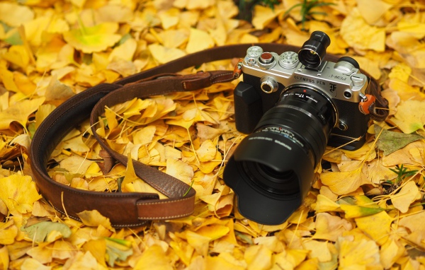 Olympus Pen-F camera lies on the yellow autumn foliage