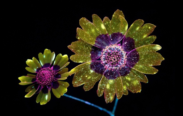 Фантастические цветы на черном фоне, 3д графика