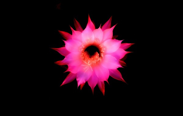 Розовый цветок на черном фоне, 3д графика