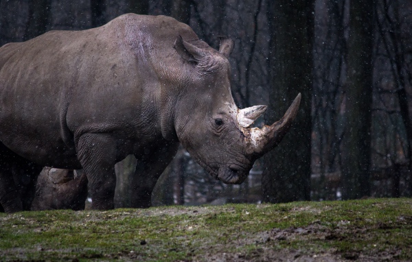 Большой носорог в лесу