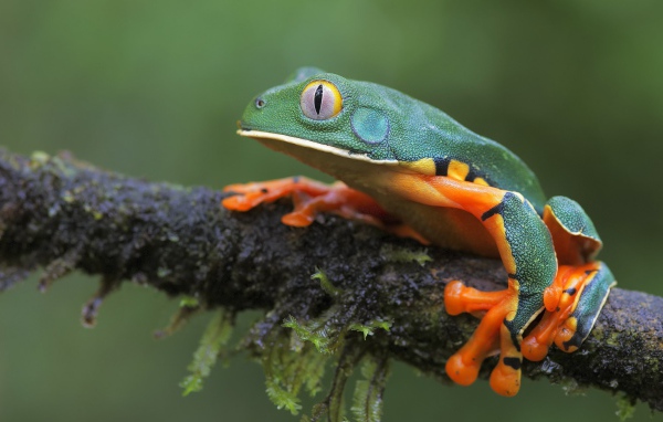 Лягушка сидит на мокрой ветке 