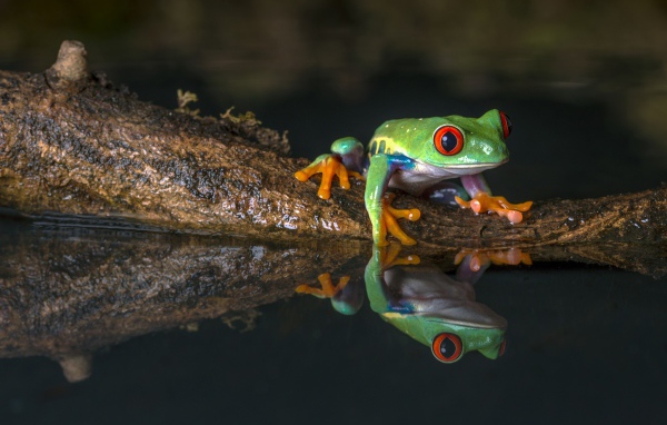 A green frog on a snag in the water
