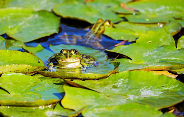 Лягушка сидит на зеленых листьях в воде