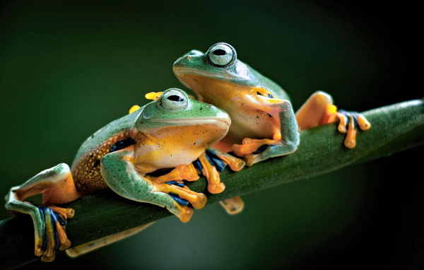 Две зеленые лягушки сидят на зеленой ветке