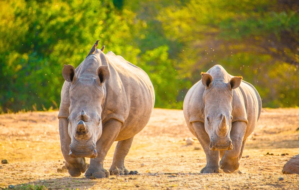 Два носорога бегут по горячему песку 